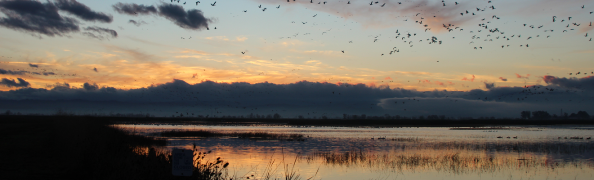 Sunset at Sacramento National Wildlife Refuge